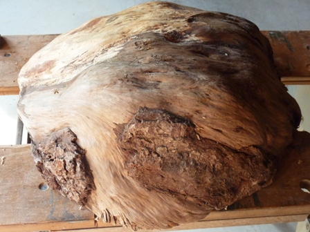 Bottom view of burl